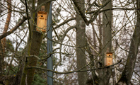 budki dla ptaków zawieszone na drzewach