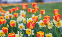 tulipany i narcyze