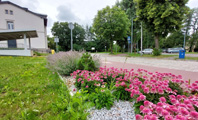 rabaty z różnymi roślinami