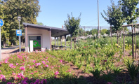 rabaty z różnymi roślinami