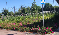 rabaty z różnymi roślinami