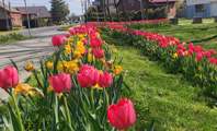 rabata kwiatowa z żonkilami i tulipanami
