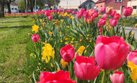 rabata kwiatowa z żonkilami i tulipanami